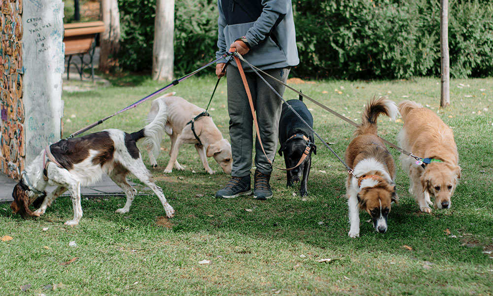 Dog Poop Pick Up Service