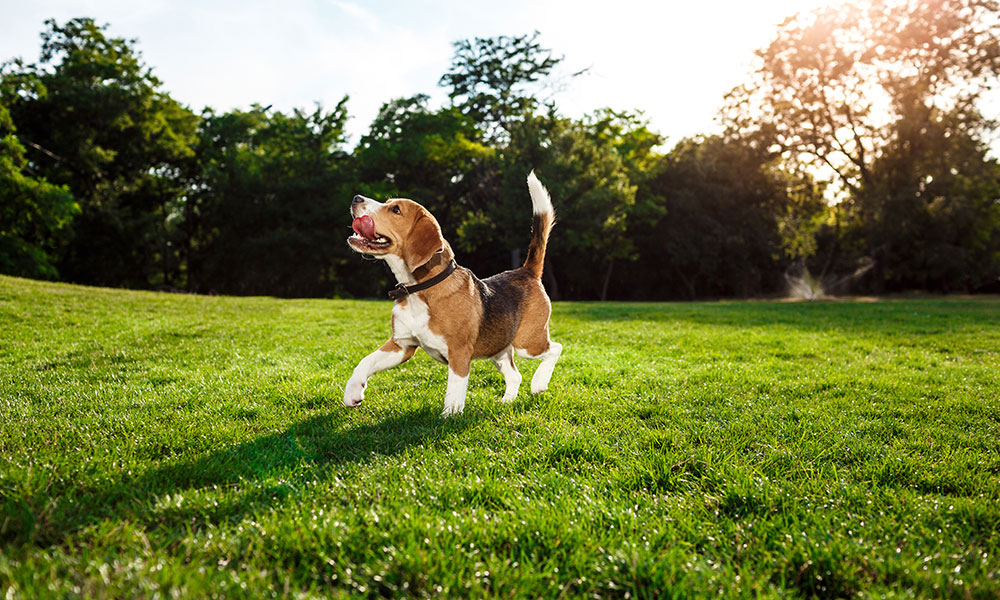 Pet Waste Management